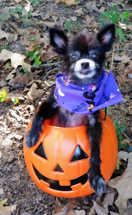 Pixie Lou