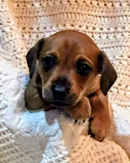 Tootsie Rose