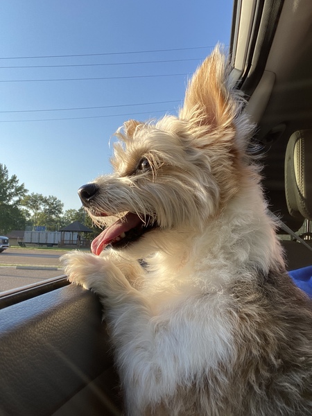 Tia