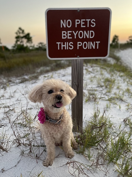 Entry image for Charli. Clicking this image will show a larger photo