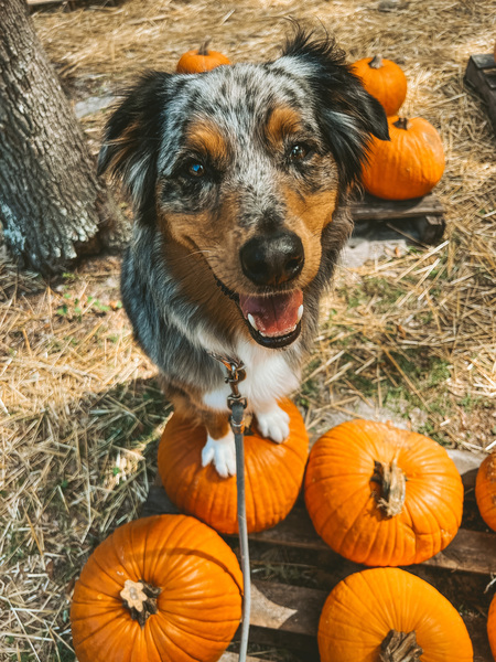 Entry image for Raven. Clicking this image will show a larger photo