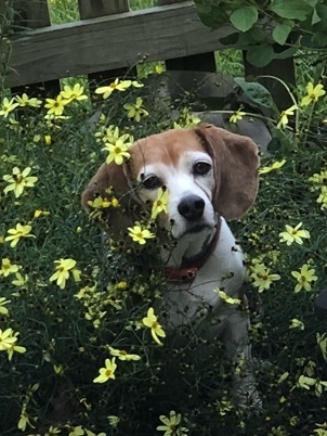 Lucille Petunia