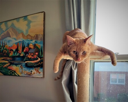 Arlo