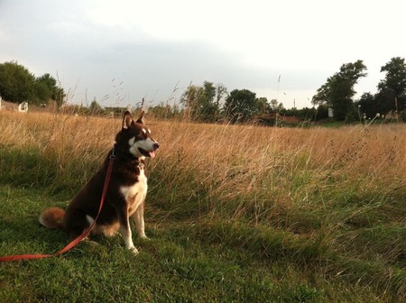 Balto