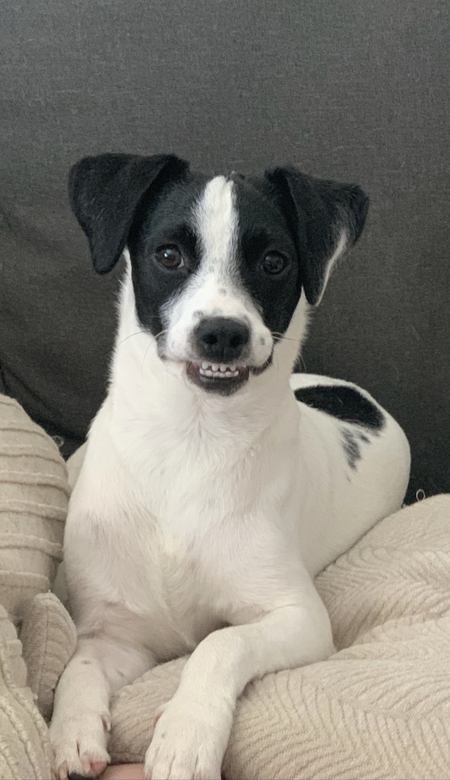 Bruno