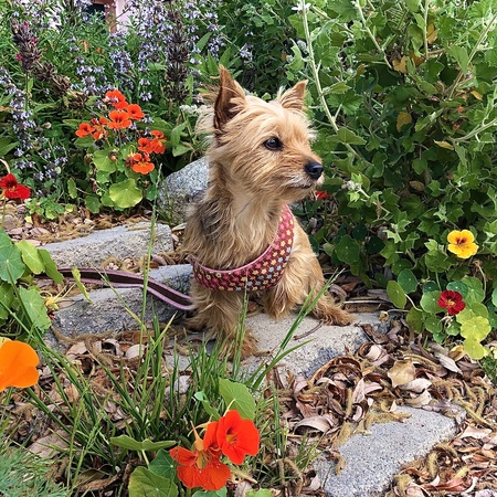 Claribelle