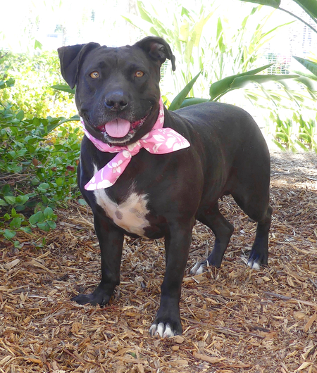 Luna @ Harbor Shelter