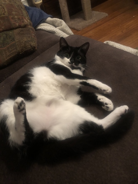 Kitty Girl 
