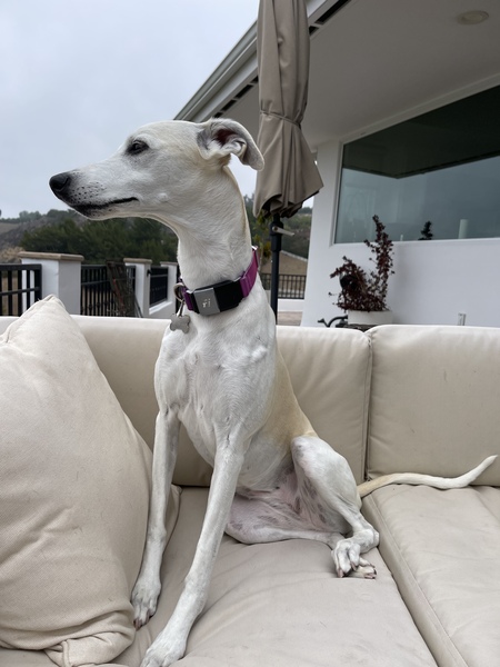 Sophie