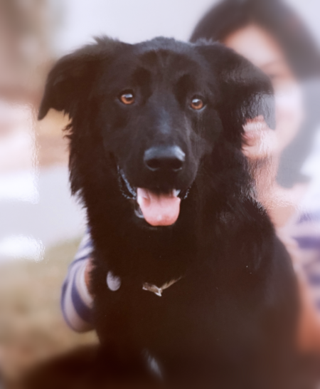 Bear