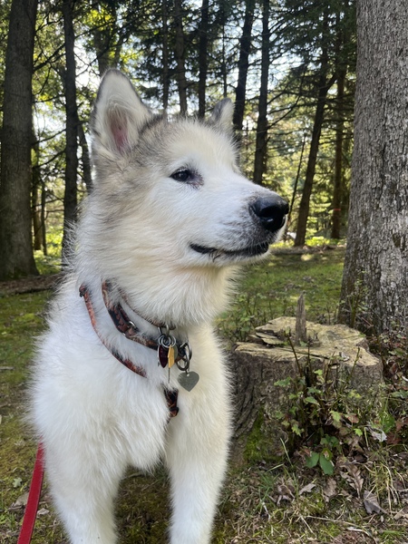 Teeko aka Ghost