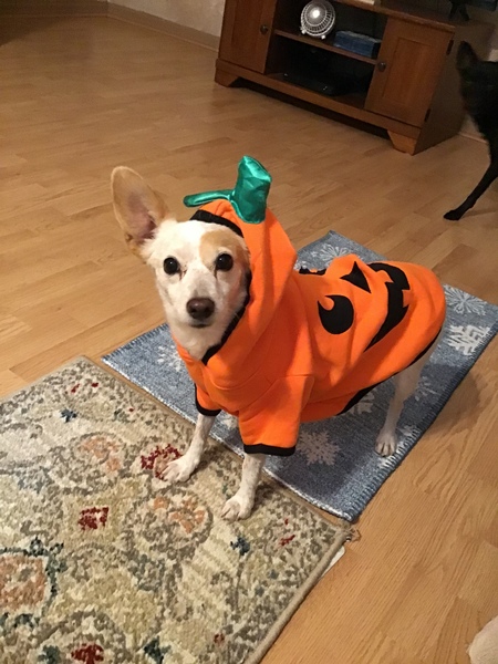 Candy Corn