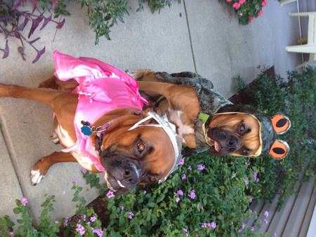 Brutus and Brandy