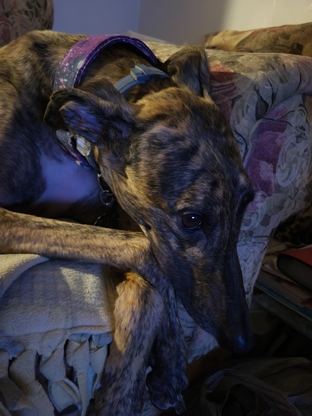 Gia