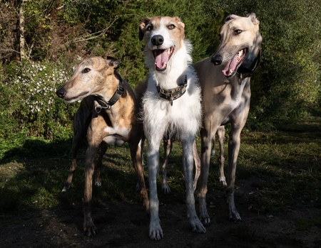 The Mac-Pack