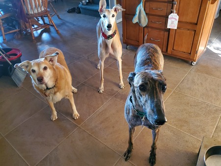 Flee, Foxy and Glory