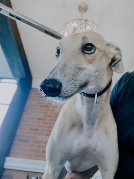 Frankie