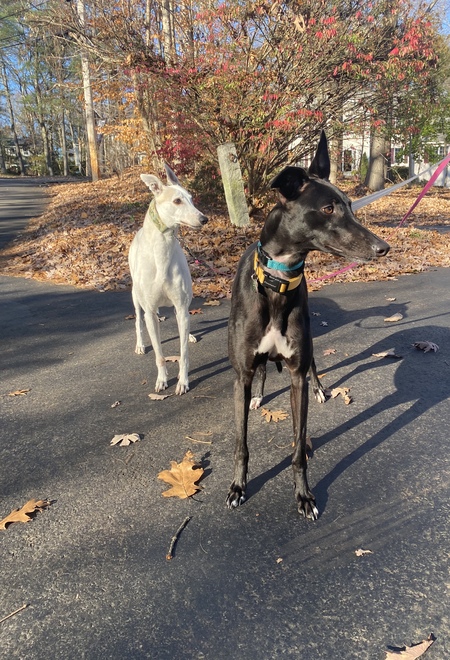 Poppy (white), Ophelia (black)