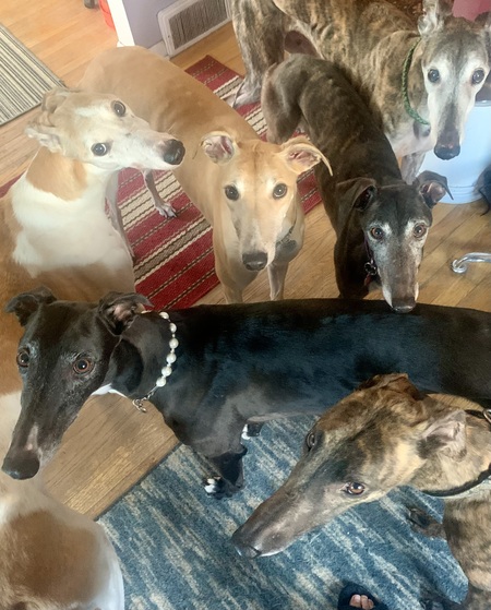 Sarge, Frankie, Patsy, Emmett, Preston, Primrose