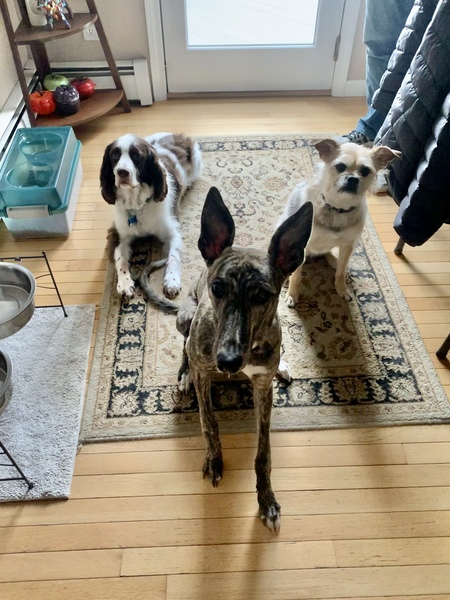 Maggie,Rocket, and Penny