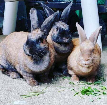 Gracie Mae, Tater and Moche