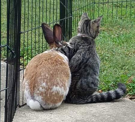 Phoenix and Lily