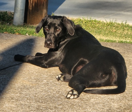 Pepper
