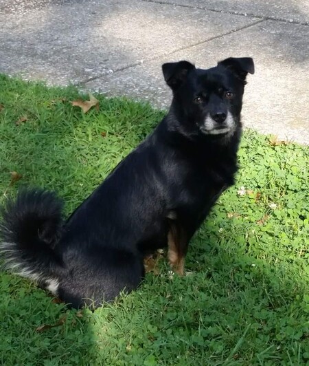 Rascal