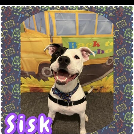 Sisk