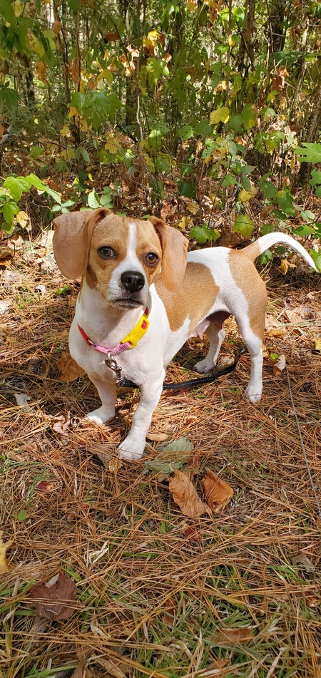 Angel "Astoria"