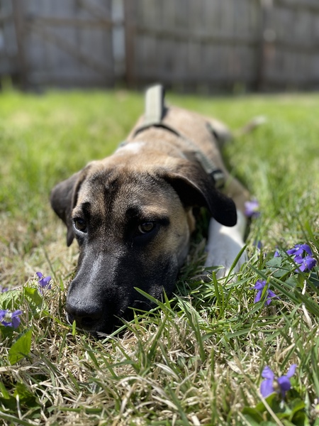 Arlo