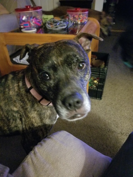 Nala Rain 
