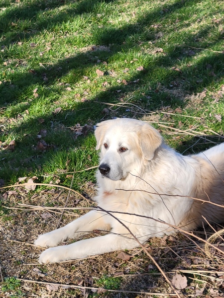 Otis