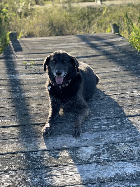 Stella 