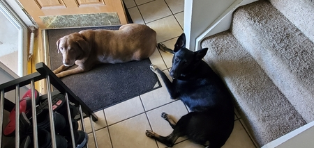 Brownie & Storm