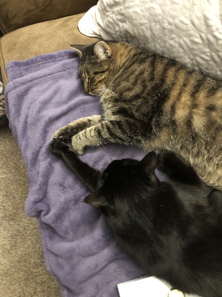 Noah and Jet