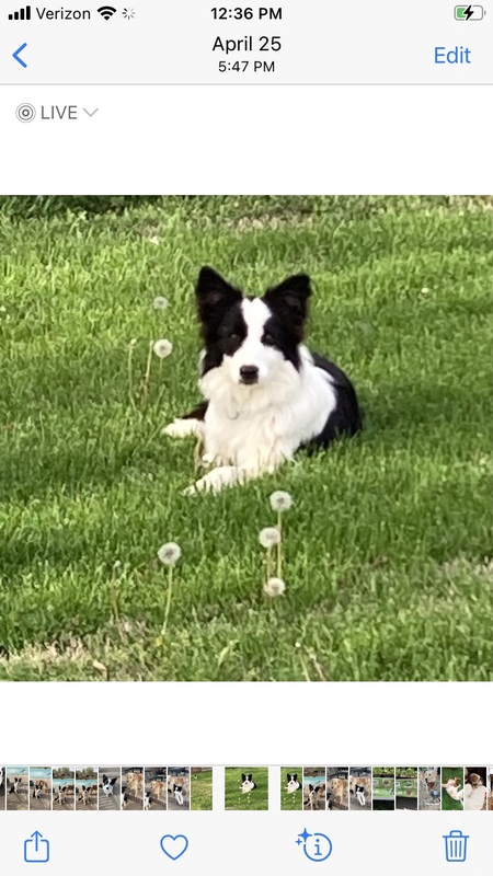 Finley