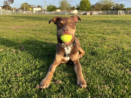 Nala