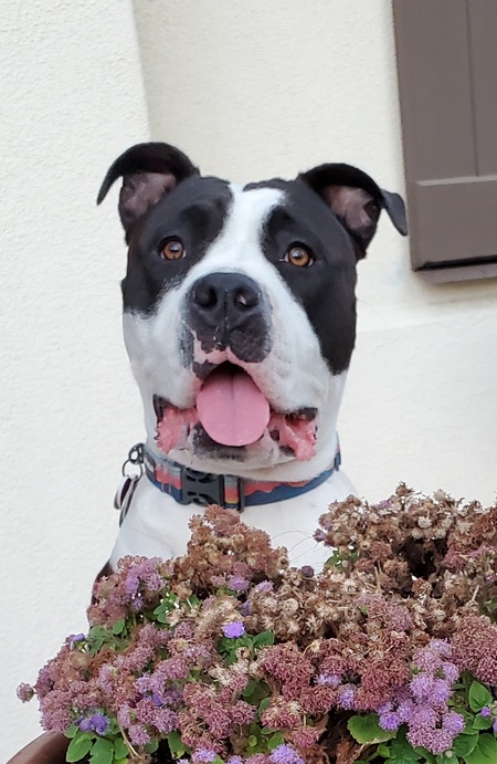 Entry image for Strawberry. Clicking this image will show a larger photo