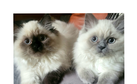 Entry image for Biscuits and Gravy. Clicking this image will show a larger photo