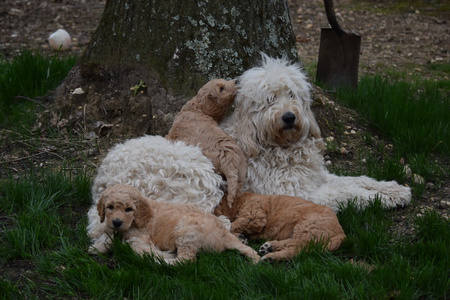 Polly and pups