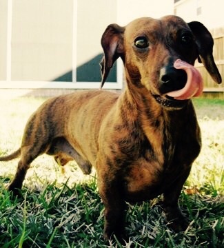 Oscar