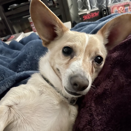 Dobby Dyaanand