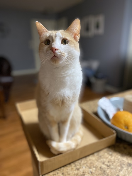 Gus
