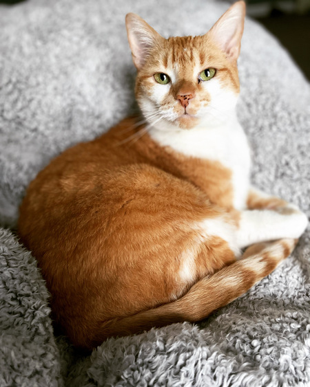 Taz