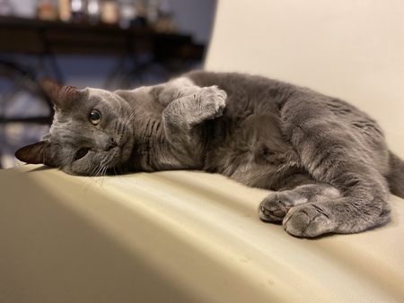 Kitty