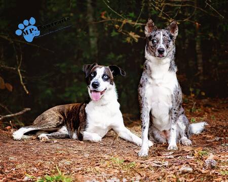 Bleu and Beaux