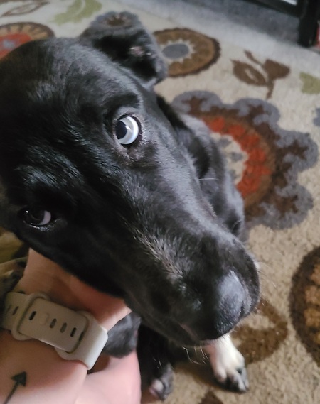 Lola Jane 