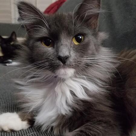 Fizzgig
