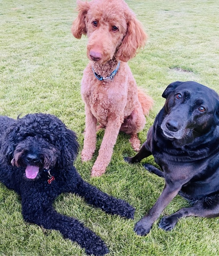 Benson, Murphy & Bella